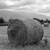 Rightmark Group lawyers protected interests of a debtor – a major agricultural enterprise, and the debtor’s creditors.